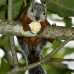 squirrel_variegated_tar_v_0230_cos0535.jpg